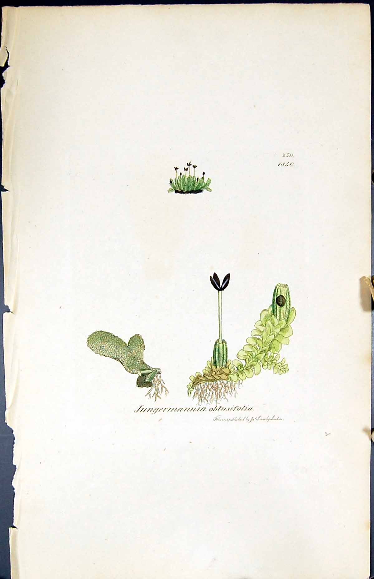 Old Jungermannia Obtusifolia British Plants Botany 1847 Sowerby Smith Victorian