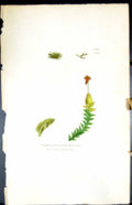 Old Print Jungermannia Dicksoni British Plants Botany 1847 Sowerby Smith 19th