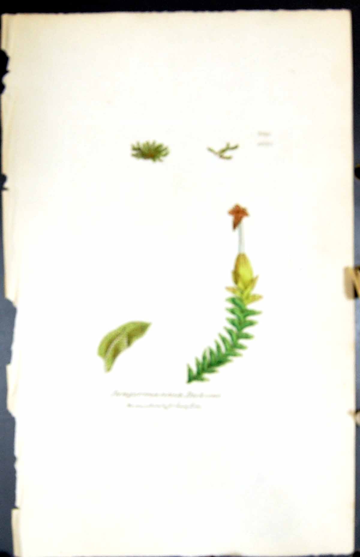 Old Print Jungermannia Dicksoni British Plants Botany 1847 Sowerby Smith 19th