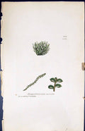 Antique Print Jungermannia Minuta British Plants Botany 1847 Sowerby Smith 19th