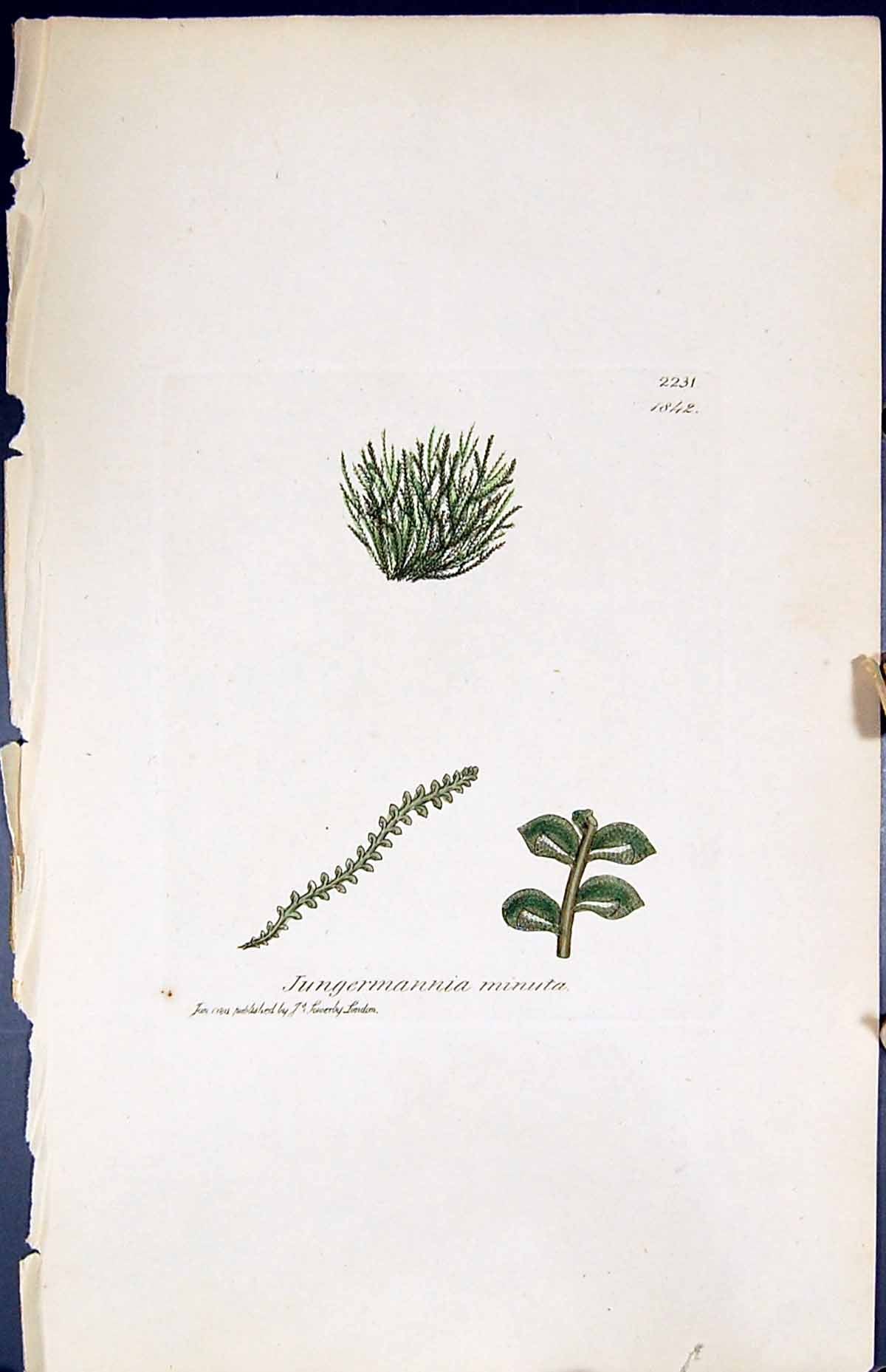 Antique Print Jungermannia Minuta British Plants Botany 1847 Sowerby Smith 19th