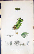 Antique Print Jungermannia Exsecta British Plants Botany 1847 Sowerby Smith