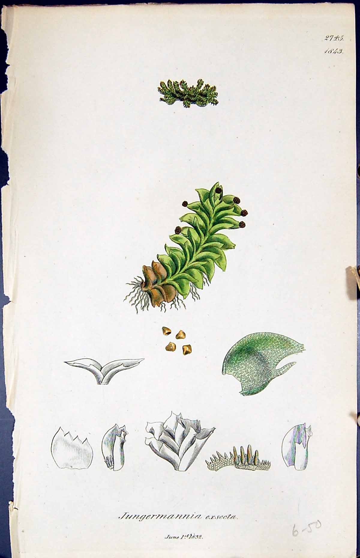 Antique Print Jungermannia Exsecta British Plants Botany 1847 Sowerby Smith