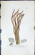 Old Jungermannia Cochlearniformis British Plants Botany 1847 Sowerby Victorian