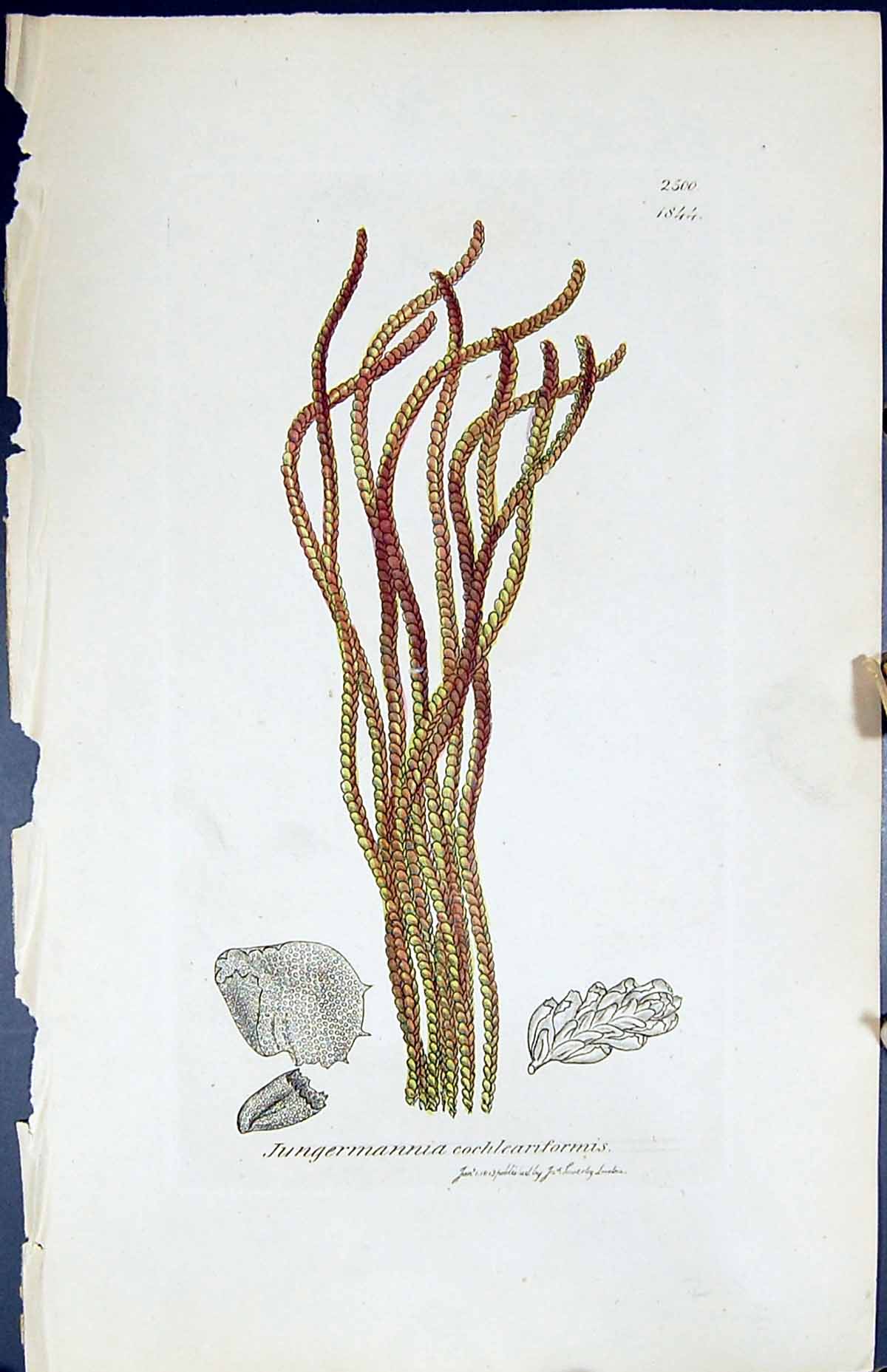 Old Jungermannia Cochlearniformis British Plants Botany 1847 Sowerby Victorian