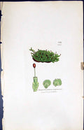 Old Jungermannia Complanata British Plants Botany 1847 Sowerby Smith Victorian