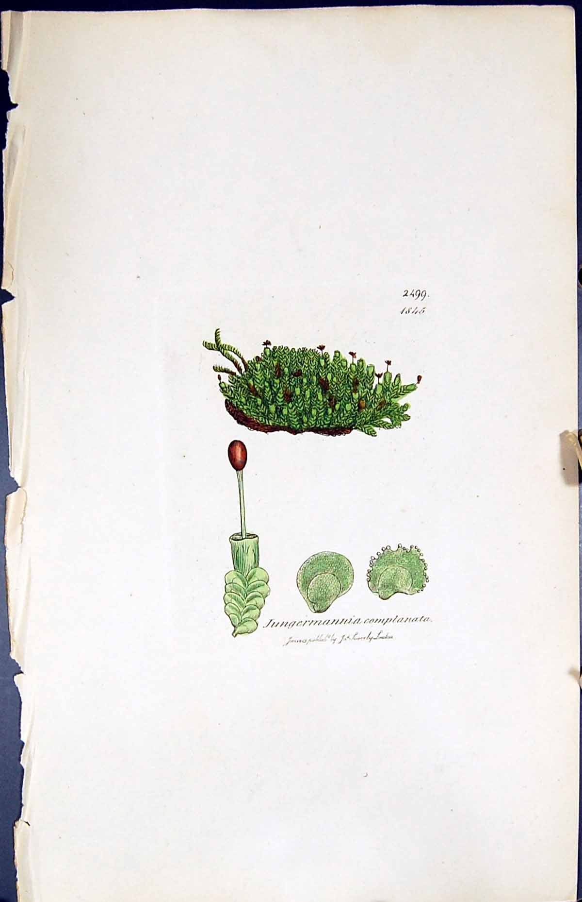 Old Jungermannia Complanata British Plants Botany 1847 Sowerby Smith Victorian