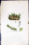 Antique Print Jungermannia Anomala British Plants Botany 1847 Sowerby Smith