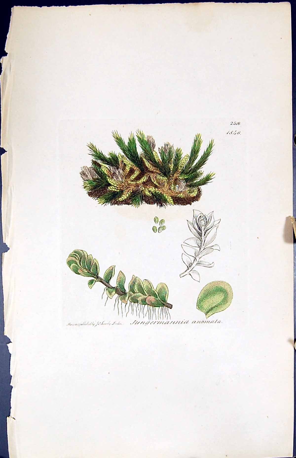Antique Print Jungermannia Anomala British Plants Botany 1847 Sowerby Smith
