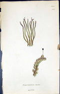 Antique Print Jungermannia Taylori British Plants Botany 1847 Sowerby Smith