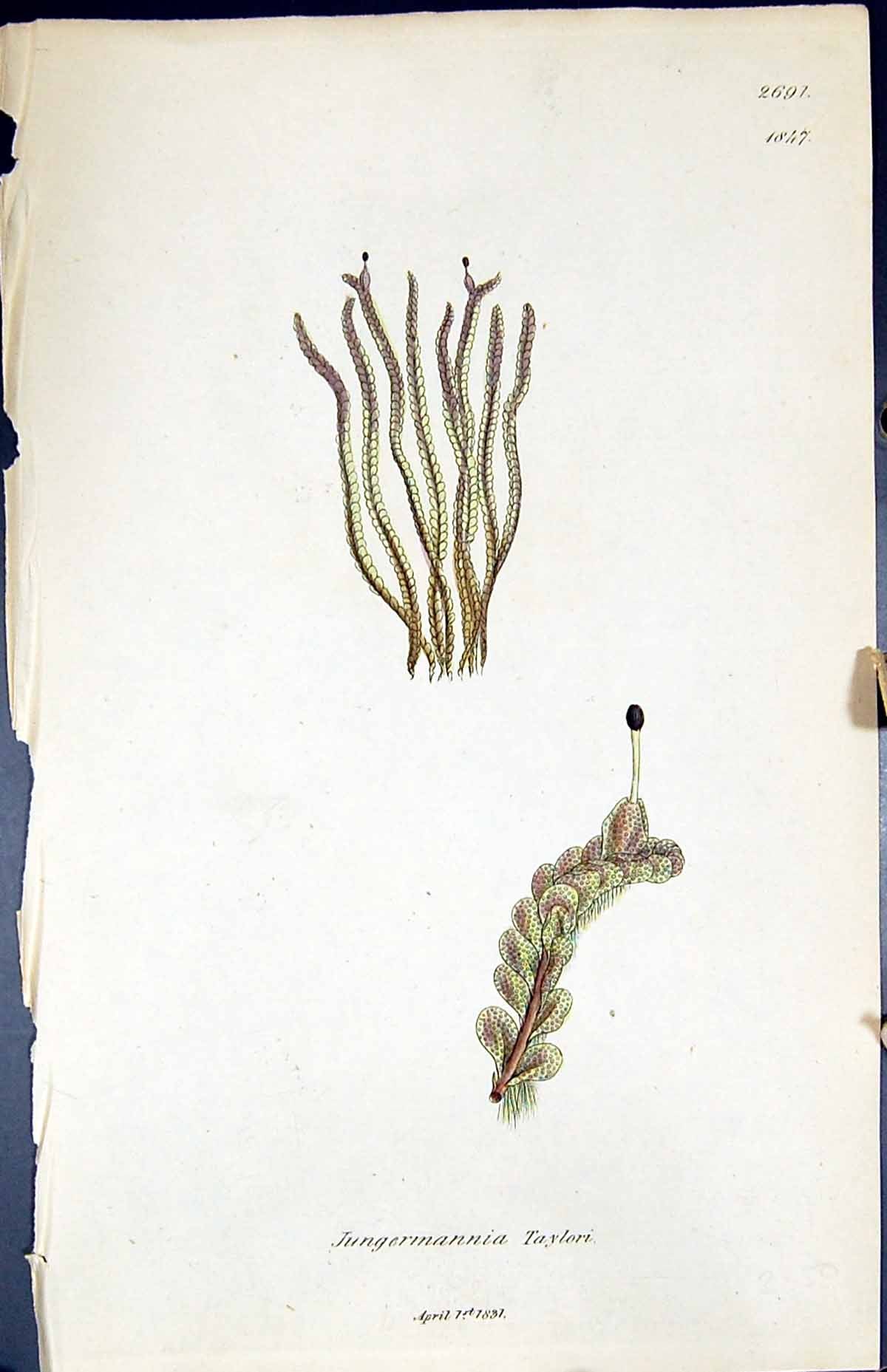 Antique Print Jungermannia Taylori British Plants Botany 1847 Sowerby Smith