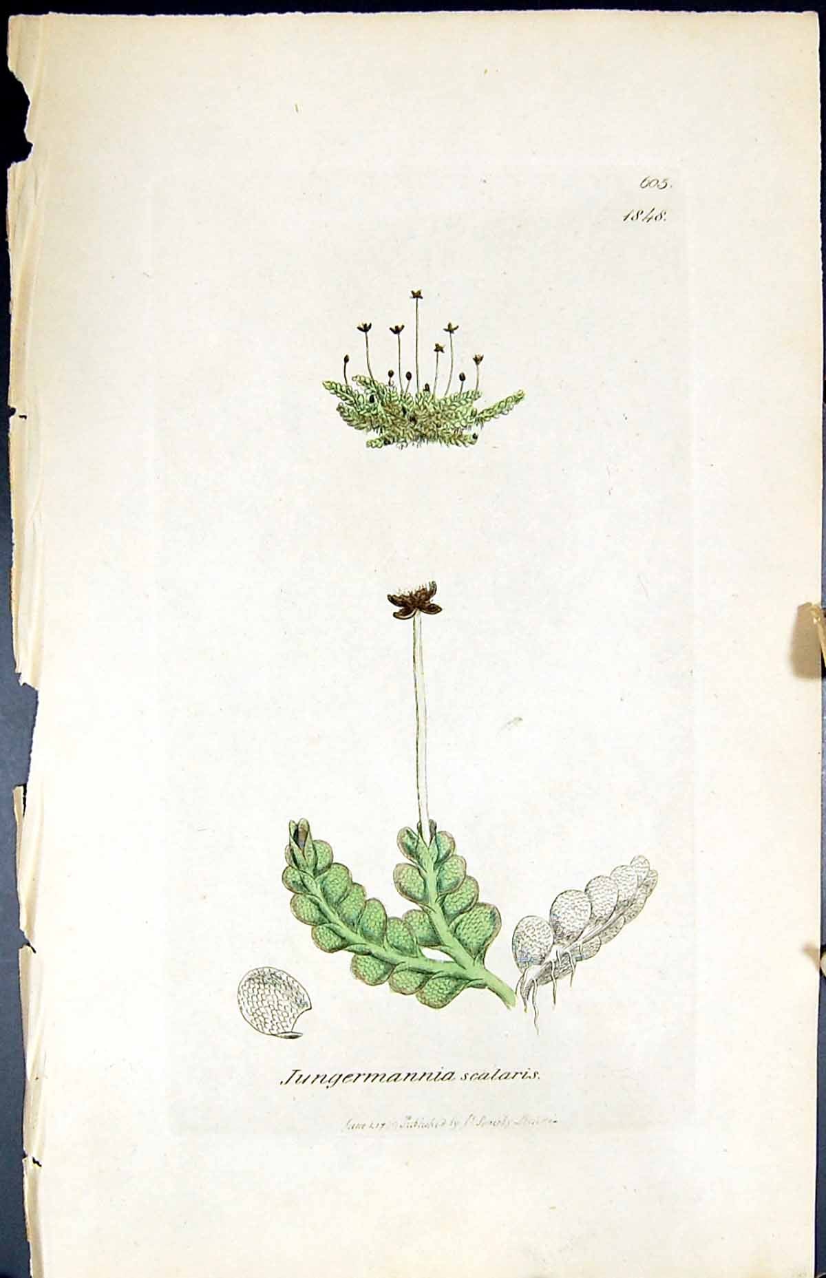 Old Print Jungermannia Scalaris British Plants Botany 1847 Sowerby Smith 19th