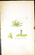 Old Jungermannia Polyanthos British Plants Botany 1847 Sowerby Smith Victorian