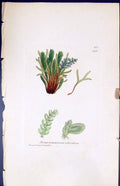 Old Jungermannia Viticulosa British Plants Botany 1847 Sowerby Smith Victorian