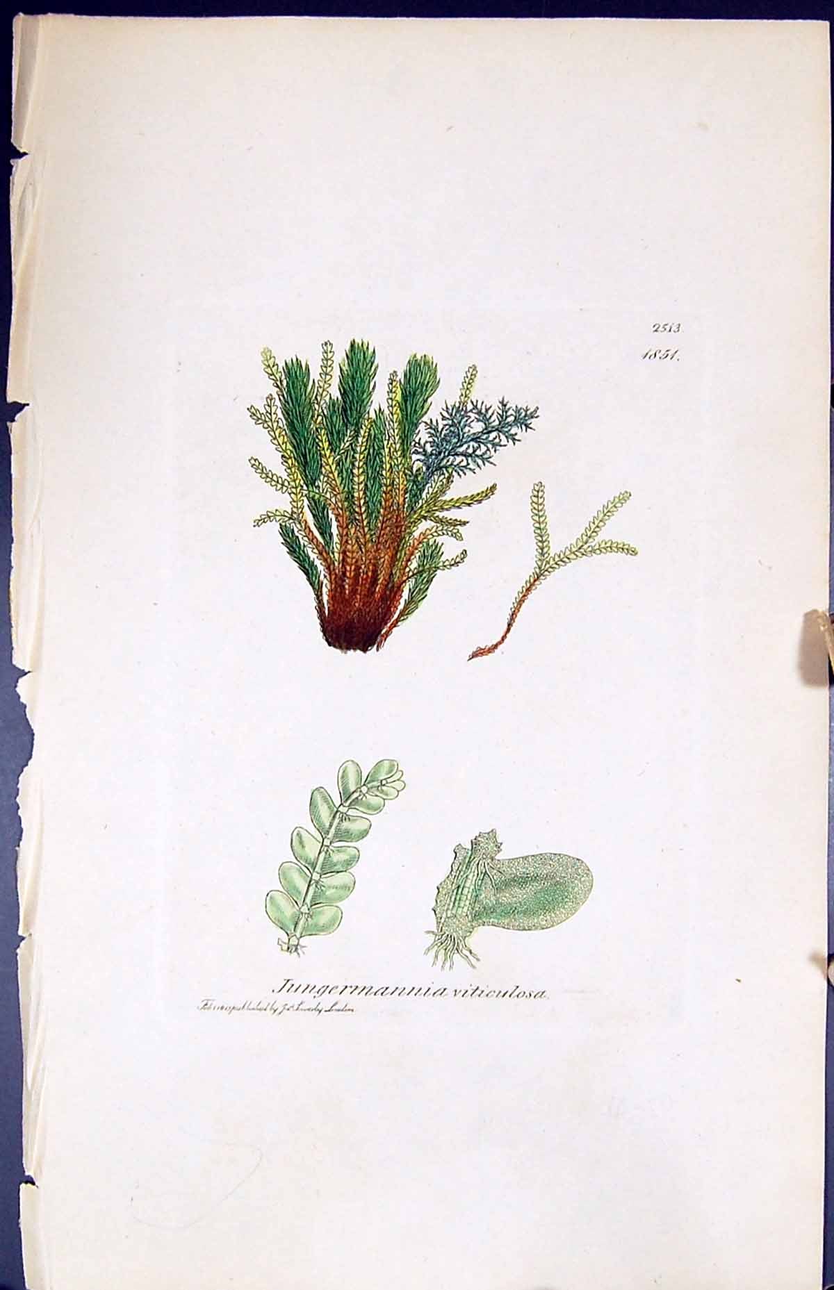 Old Jungermannia Viticulosa British Plants Botany 1847 Sowerby Smith Victorian