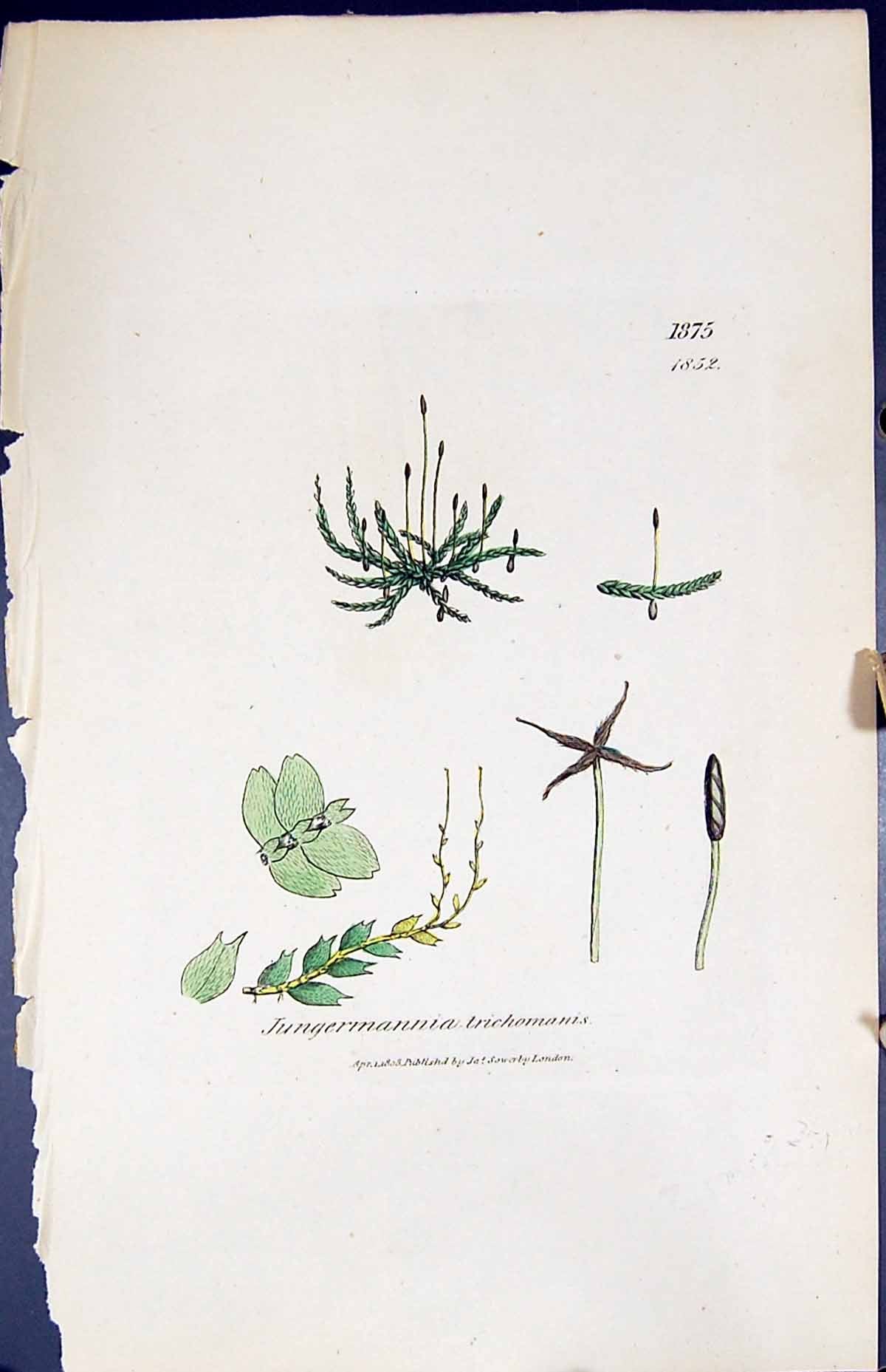 Old Jungermannia Trichomanis British Plants Botany 1847 Sowerby Smith Victorian