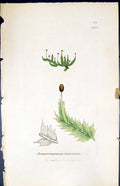 Old Print Jungermannia Bidentata British Plants Botany 1847 Sowerby Smith 19th