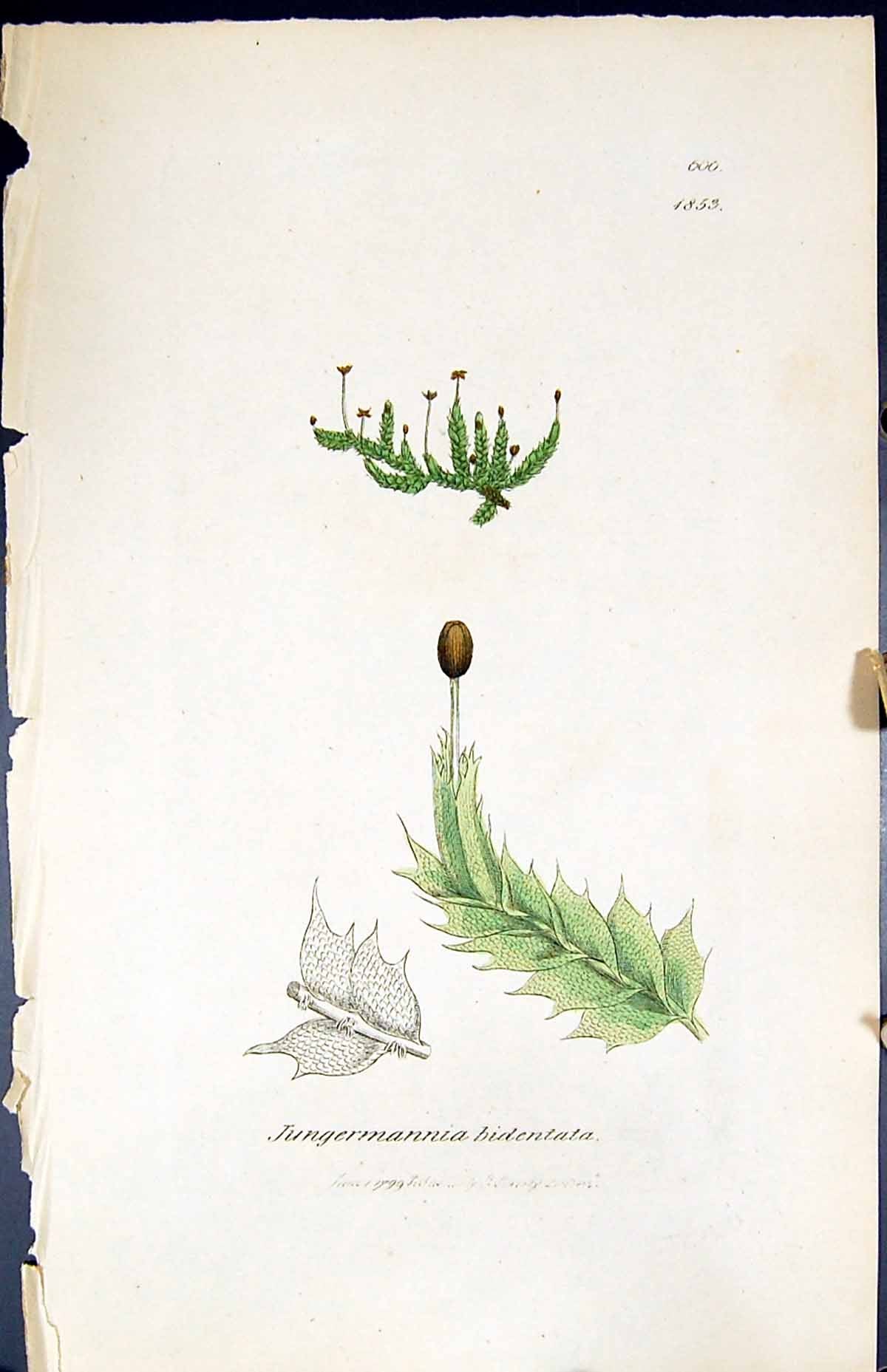 Old Print Jungermannia Bidentata British Plants Botany 1847 Sowerby Smith 19th