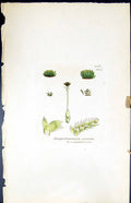 Antique Print Jungermannia Scutata British Plants Botany 1847 Sowerby Smith
