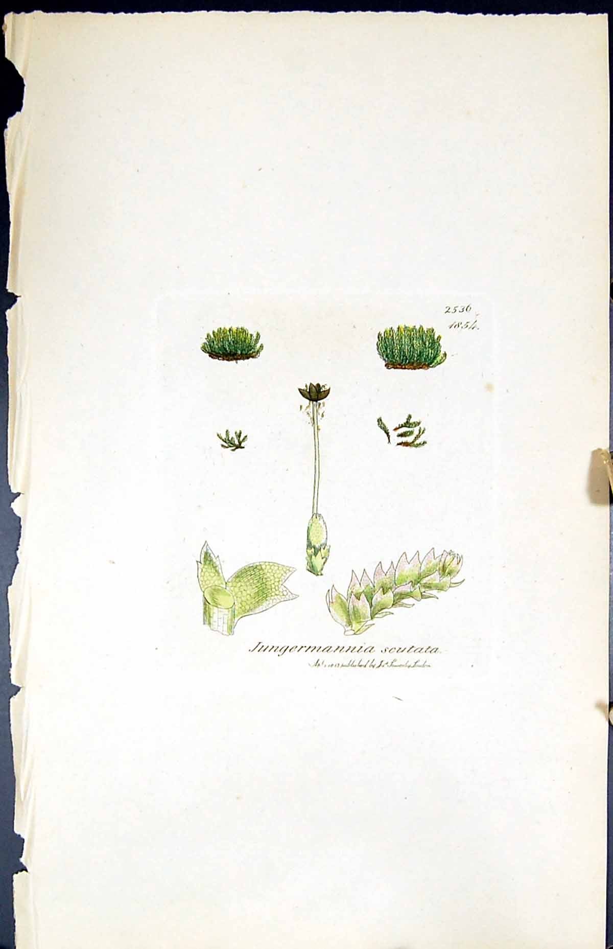 Antique Print Jungermannia Scutata British Plants Botany 1847 Sowerby Smith