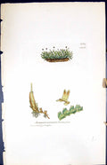 Old Print Jungermannia Francisci British Plants Botany 1847 Sowerby Smith 19th