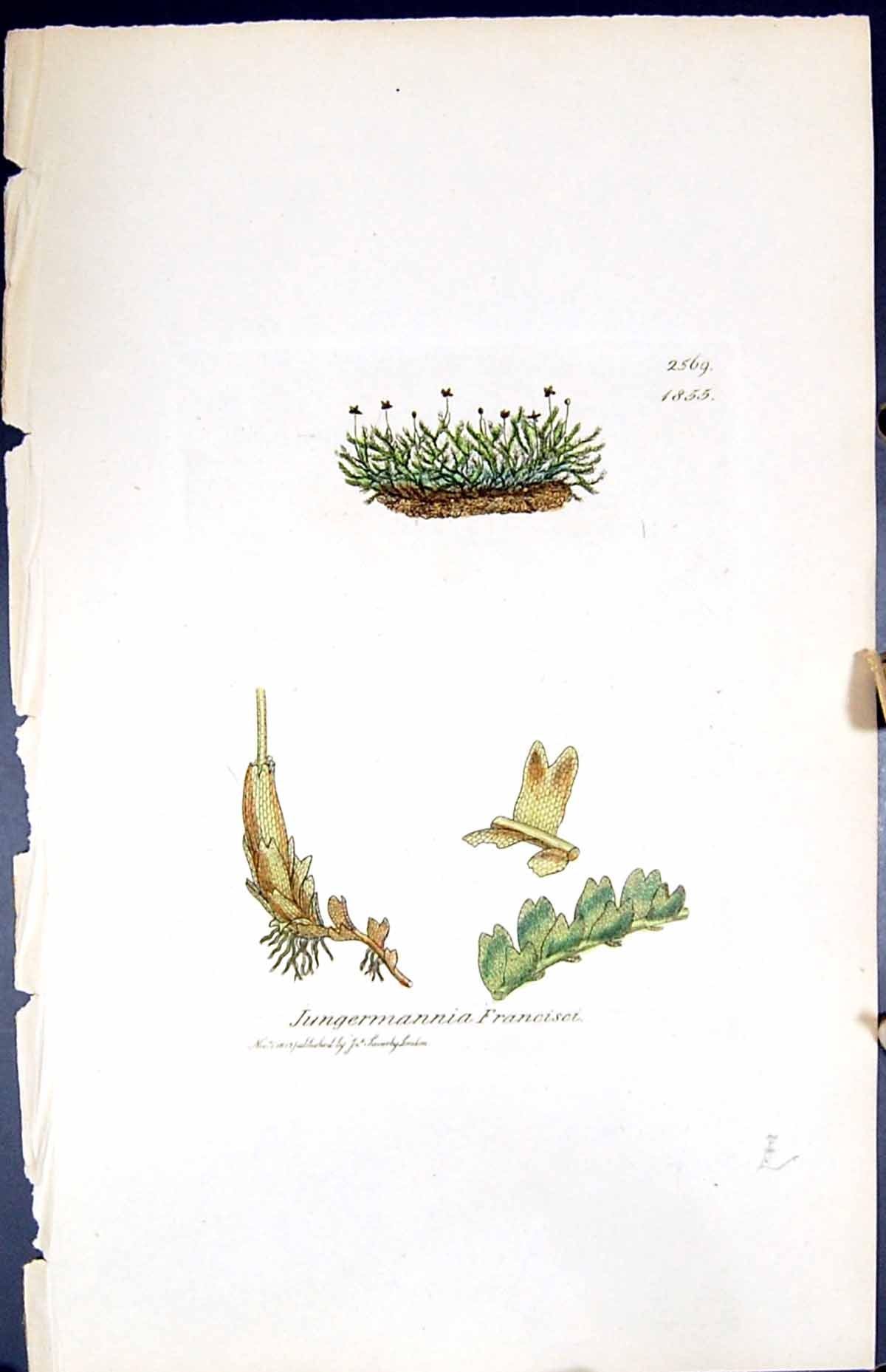 Old Print Jungermannia Francisci British Plants Botany 1847 Sowerby Smith 19th