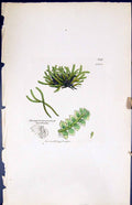 Antique Print Jungermannia Barbata British Plants Botany 1847 Sowerby Smith