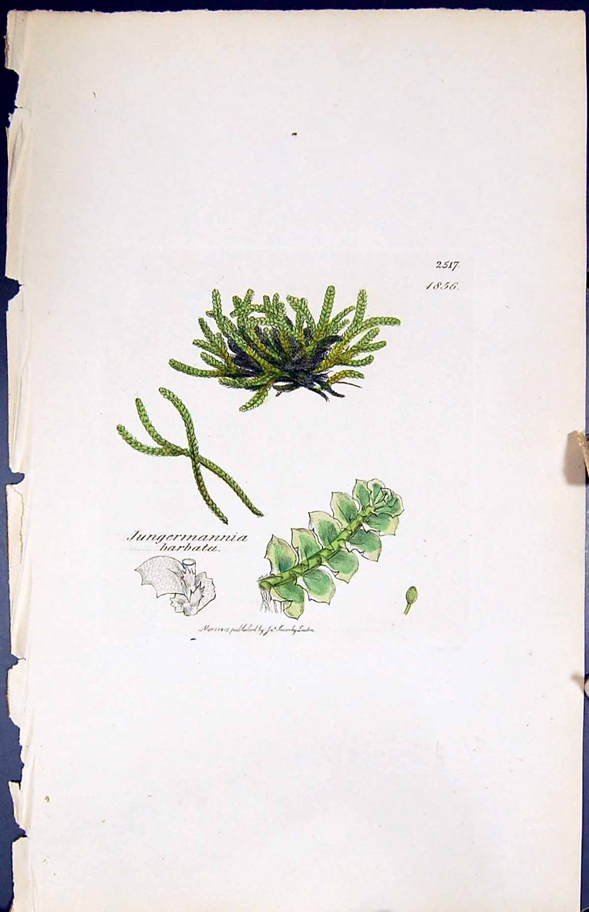 Antique Print Jungermannia Barbata British Plants Botany 1847 Sowerby Smith