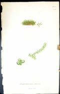 Old Print Jungermannia Albescens British Plants Botany 1847 Sowerby Smith 19th