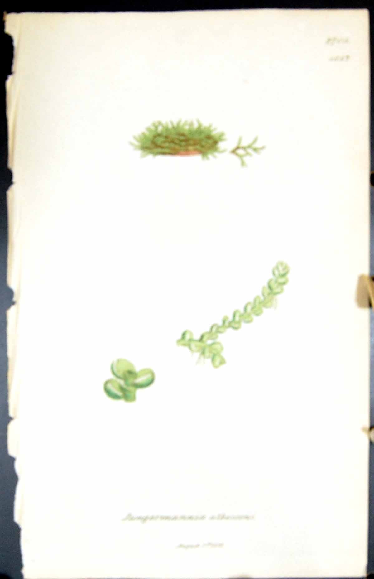 Old Print Jungermannia Albescens British Plants Botany 1847 Sowerby Smith 19th