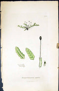 Antique Print Jungermannia Reptans British Plants Botany 1847 Sowerby Smith