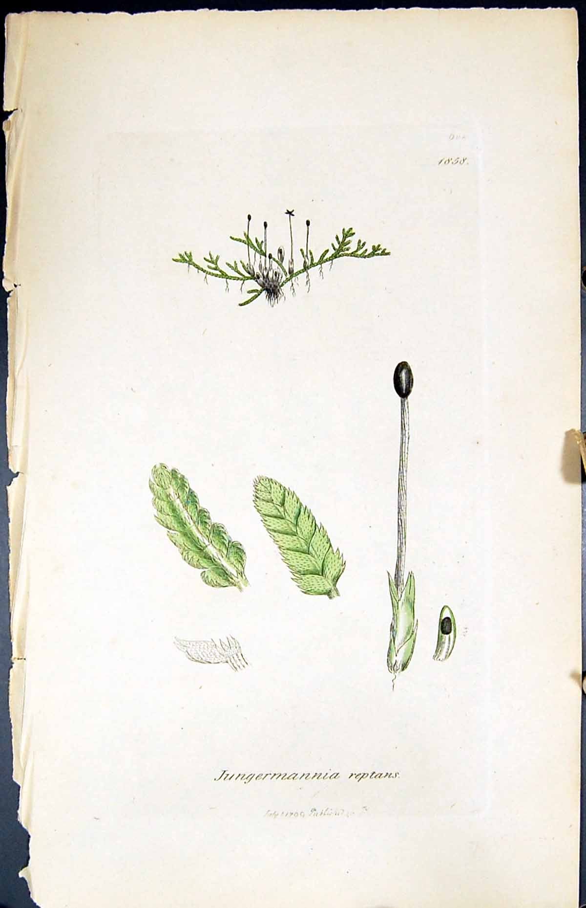 Antique Print Jungermannia Reptans British Plants Botany 1847 Sowerby Smith