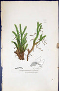 Old Print Jungermannia Trilobata British Plants Botany 1847 Sowerby Smith 19th