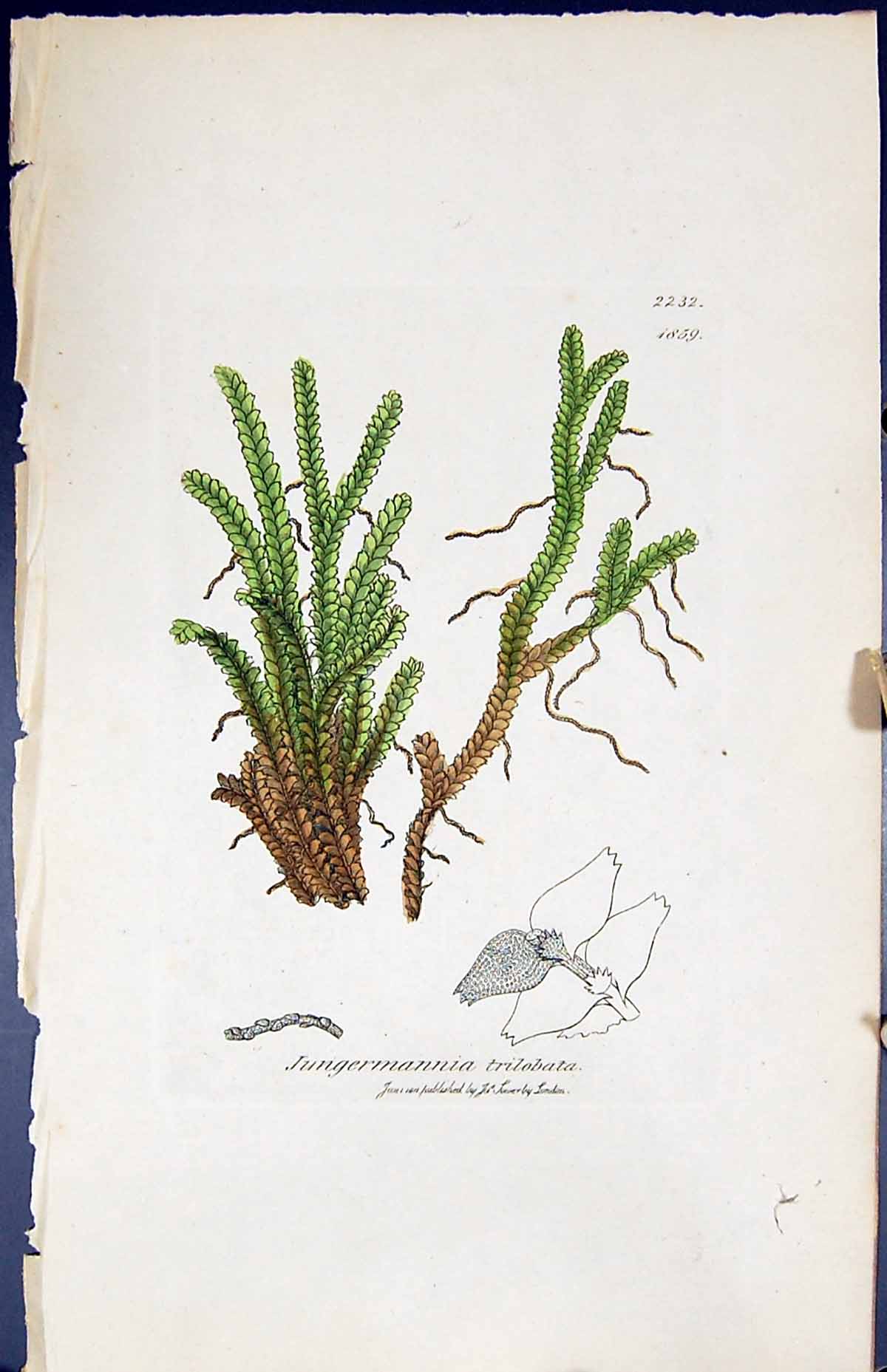 Old Print Jungermannia Trilobata British Plants Botany 1847 Sowerby Smith 19th