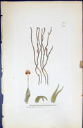 Old Jungermannia Juniperina British Plants Botany 1847 Sowerby Smith Victorian