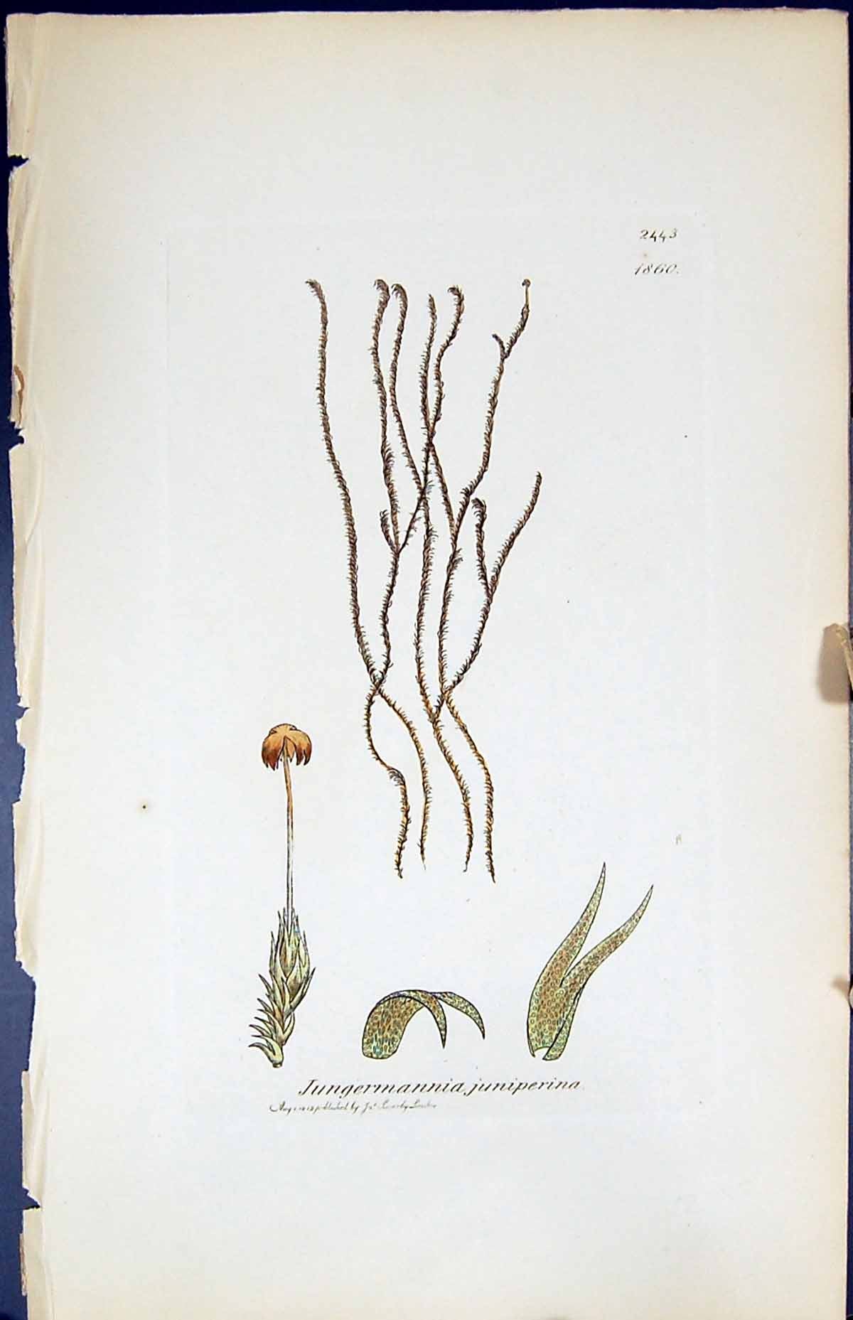 Old Jungermannia Juniperina British Plants Botany 1847 Sowerby Smith Victorian
