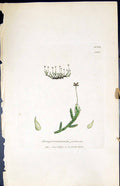 Antique Print Jungermannia Julacea British Plants Botany 1847 Sowerby Smith