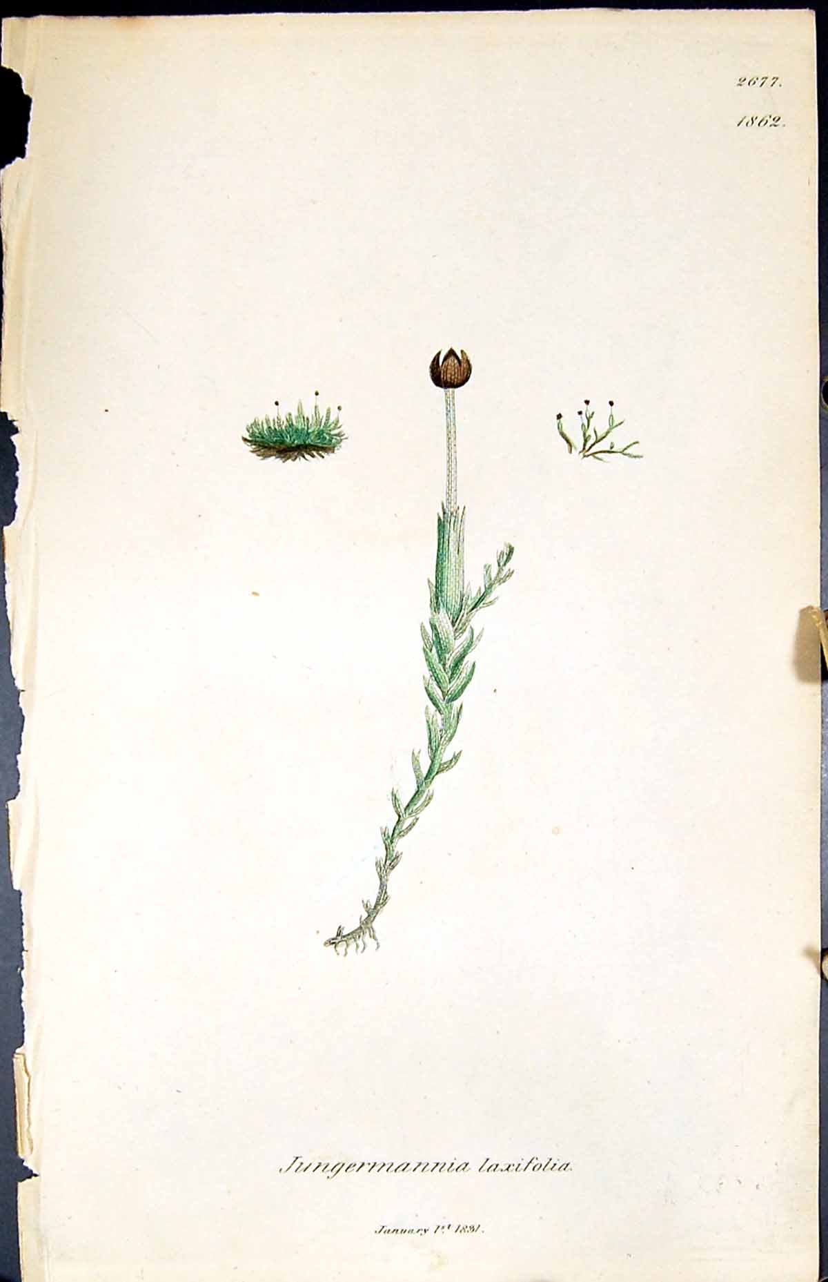 Old Print Jungermannia Laxifolia British Plants Botany 1847 Sowerby Smith 19th