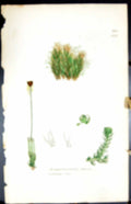 Old Print Jungermannia Setaccea British Plants Botany 1847 Sowerby Smith 19th