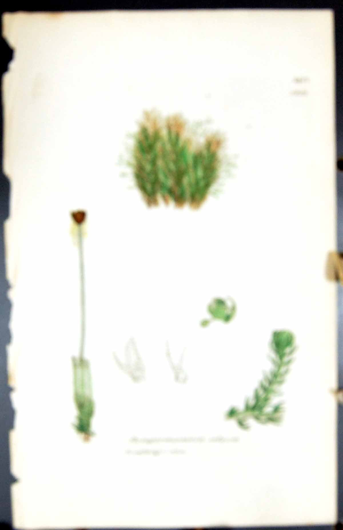 Old Print Jungermannia Setaccea British Plants Botany 1847 Sowerby Smith 19th