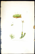 Old Jungermannia Trichophylla British Plants Botany 1847 Sowerby Smit Victorian