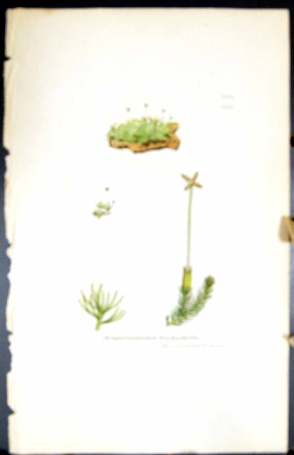 Old Jungermannia Trichophylla British Plants Botany 1847 Sowerby Smit Victorian