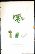 Old Jungermannia Platyphylla British Plants Botany 1847 Sowerby Smith Victorian