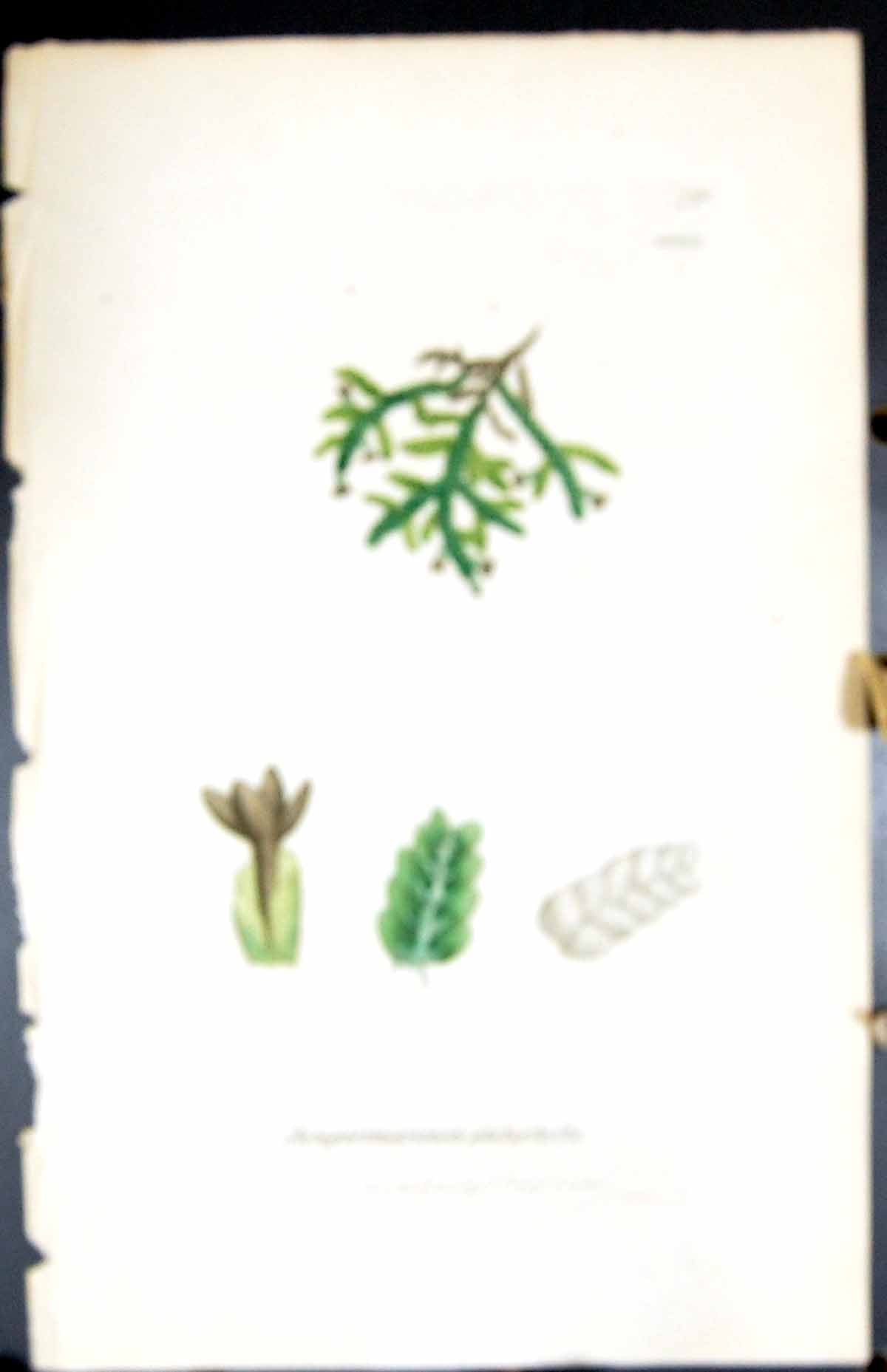 Old Jungermannia Platyphylla British Plants Botany 1847 Sowerby Smith Victorian