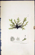 Old Print Jungermannia Ciliaris British Plants Botany 1847 Sowerby Smith 19th