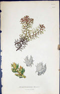 Antique Print Jungermannia Woodsii British Plants Botany 1847 Sowerby Smith