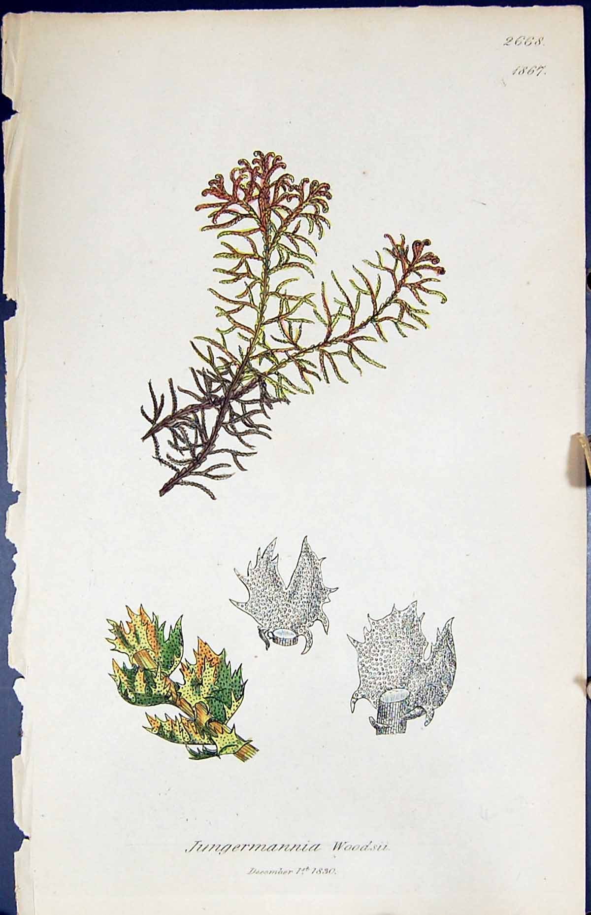 Antique Print Jungermannia Woodsii British Plants Botany 1847 Sowerby Smith