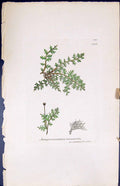Old Jungermannia Tomentella British Plants Botany 1847 Sowerby Smith Victorian