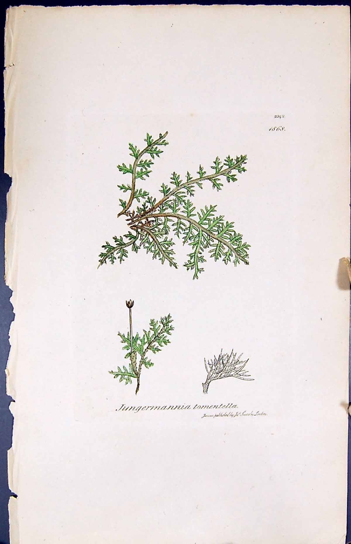 Old Jungermannia Tomentella British Plants Botany 1847 Sowerby Smith Victorian