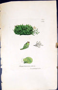 Antique Print Jungermannia Mackii British Plants Botany 1847 Sowerby Smith 19th